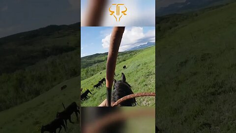 ⚠︎ Calves Try To Bail Through The Fence ⚠︎
