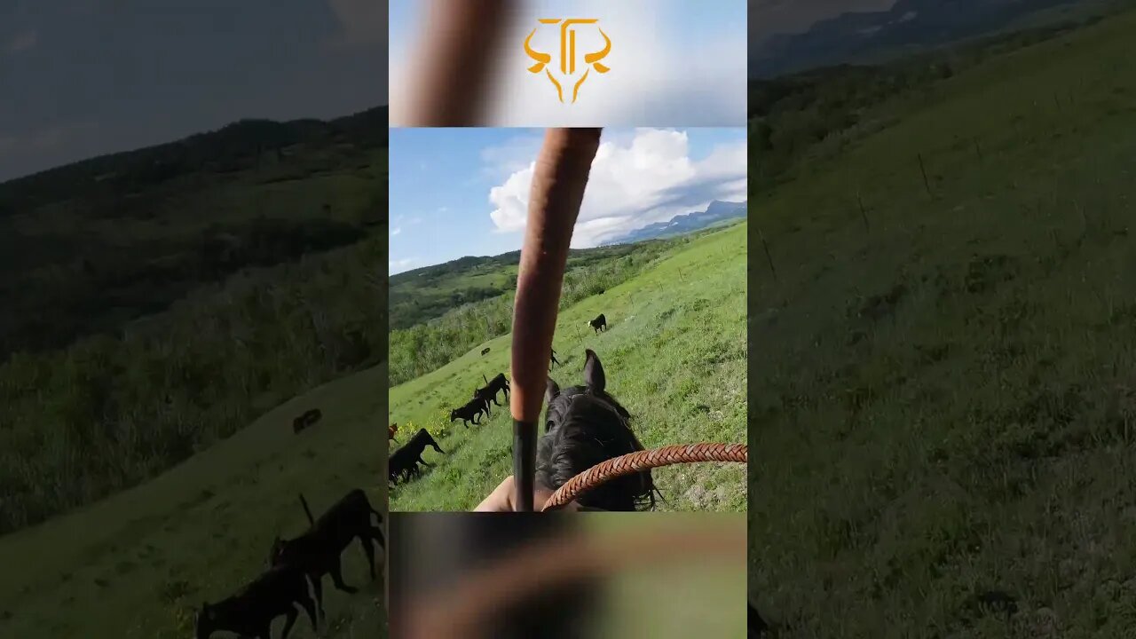 ⚠︎ Calves Try To Bail Through The Fence ⚠︎