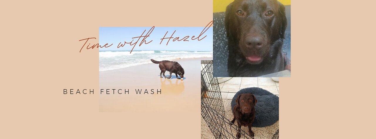 Time with Hazel 🤍 beach fetch and a wash 🤍
