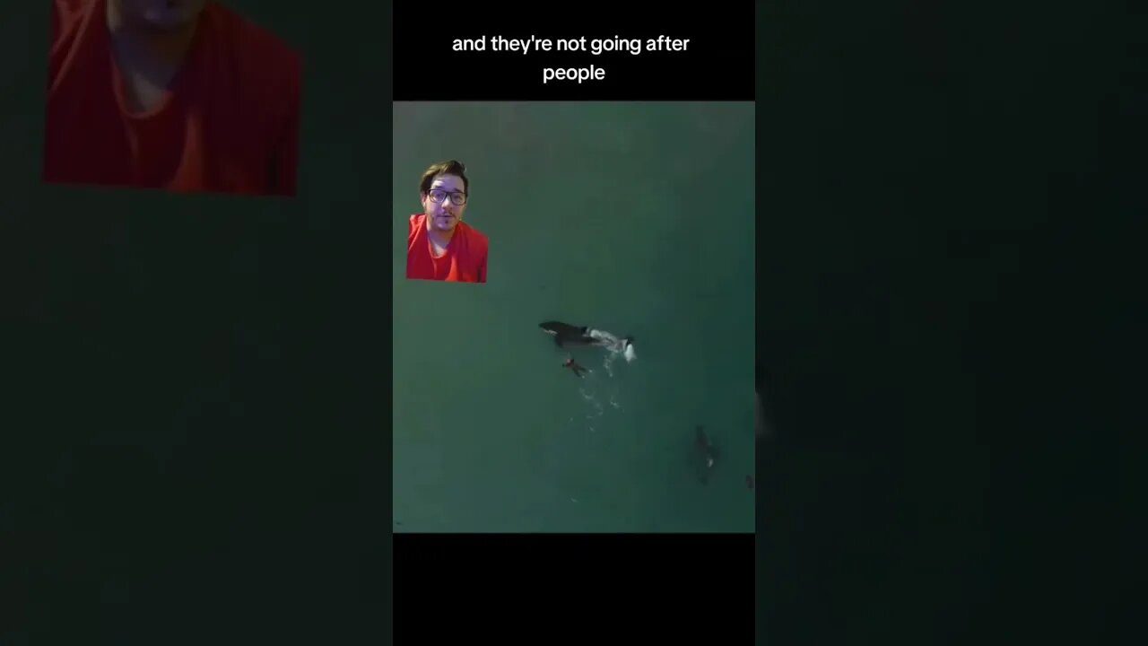 Orcas attacks are happening again