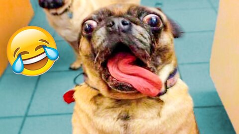 🐶🤣😱1 Hour of Cute puppies - 🐶It's time to LAUGH with Dog's life🐶🤣😱 _ Funny Animals🐶🤣😱