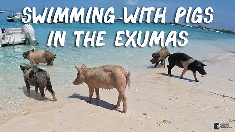 Swimming With Pigs, Sharks, Iguanas, Mermaids & more - Full Day Excursion with Exuma Water Sports