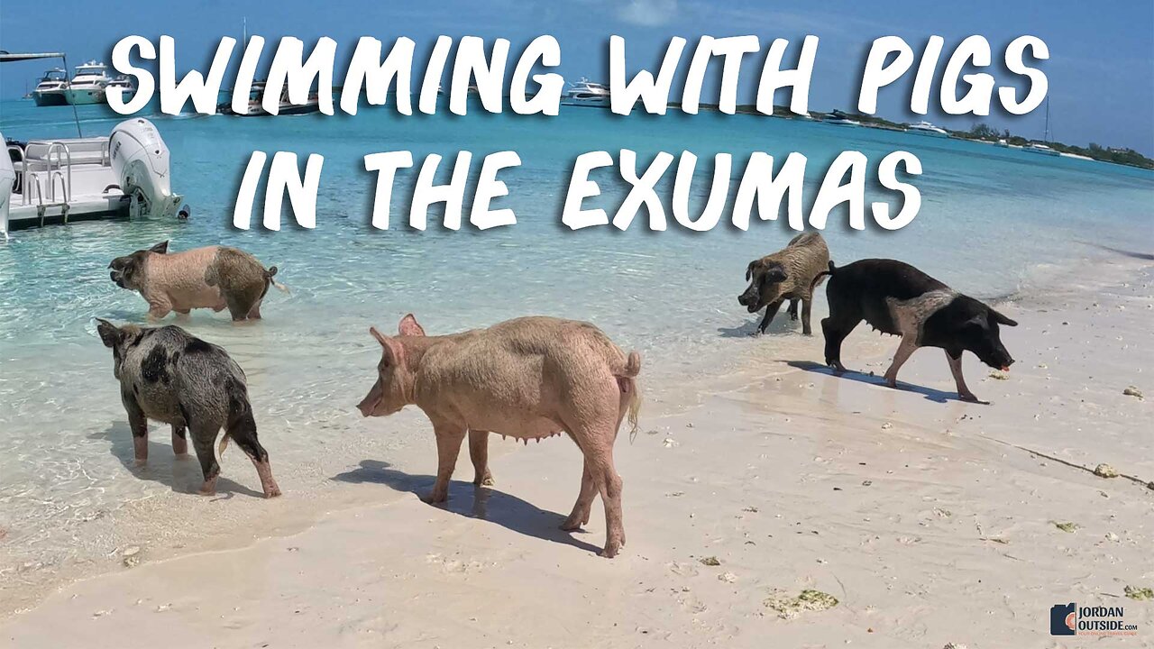 Swimming With Pigs, Sharks, Iguanas, Mermaids & more - Full Day Excursion with Exuma Water Sports
