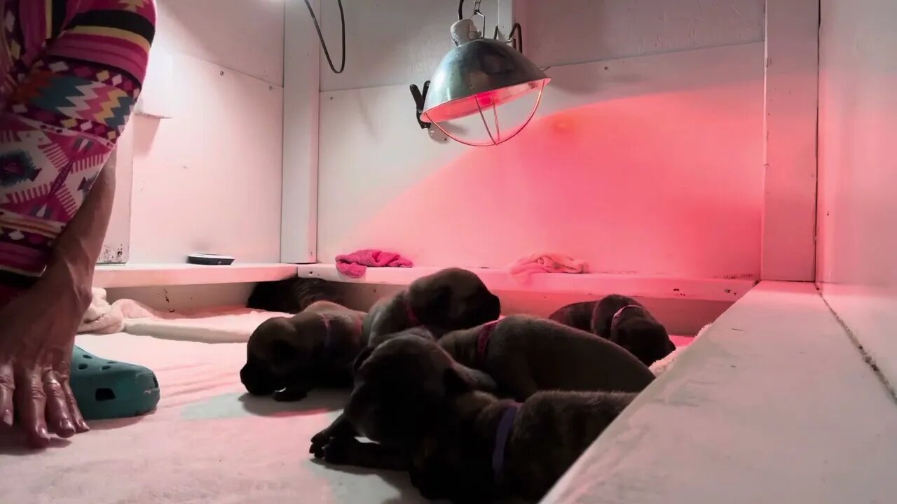 LonelyCreek Finny litter July 5, 2023. LonelyCreek bull mastiff. #Puppy #BullmastiffPuppy
