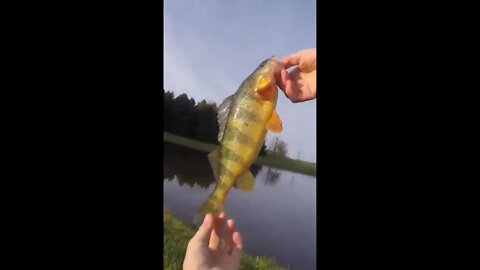 Big Perch