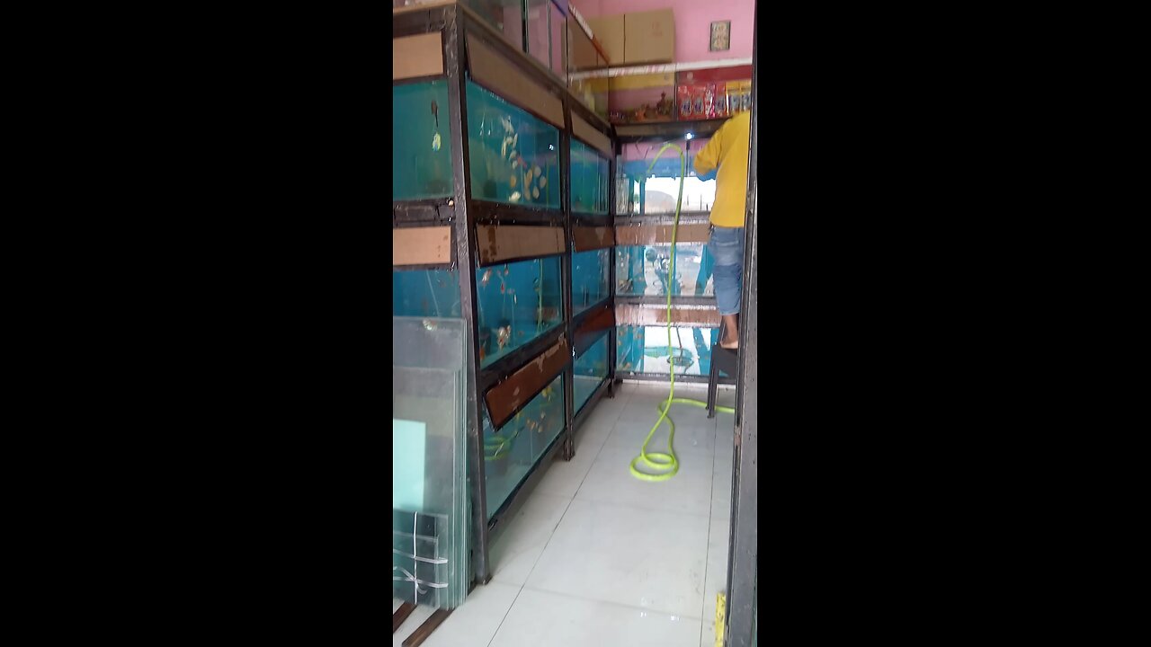 animals fish videos