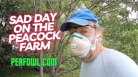 Sad Day On The Peacock Farm, Peacock Minute, peafowl.com