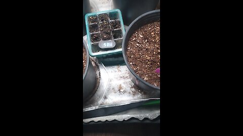 seedlings