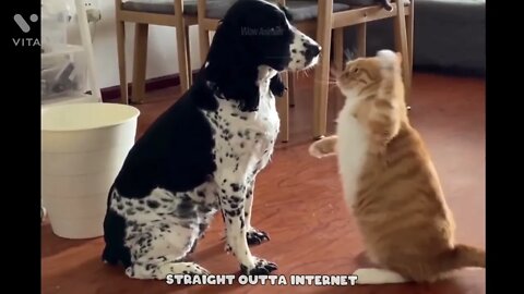Ethiopian Funny FUNNY VIDEOS, FUNNY ANIMAL VIDEOS Best Cat Videos That Will Make You Laugh All Day