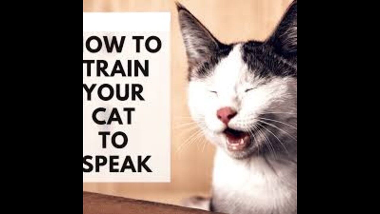 Cats talking !! these cats can speak english better than hooman