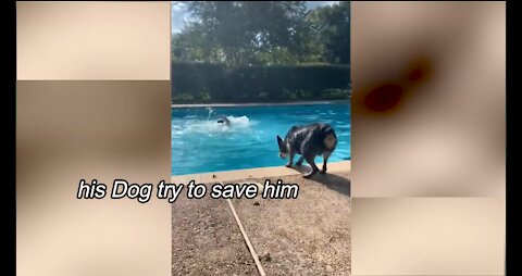 Dog have special ways to says "I LOVE YOU" to their owners