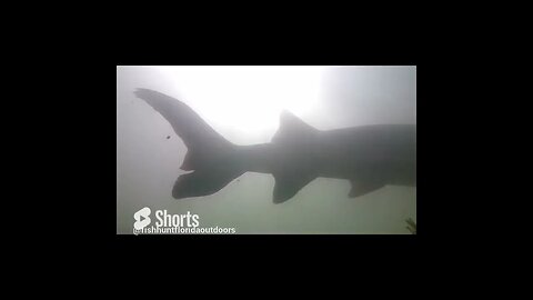 sturgeon in the Tennessee River