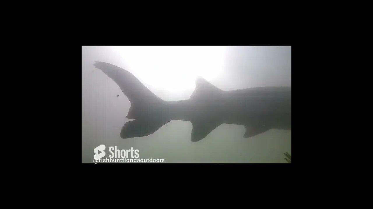 sturgeon in the Tennessee River