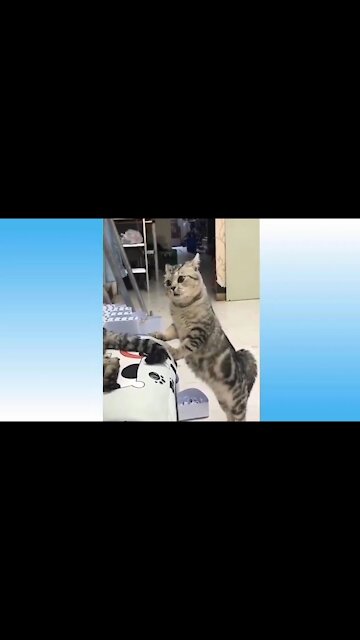 Cute Pets And Funny Animals