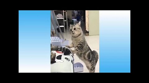 Cute Pets And Funny Animals