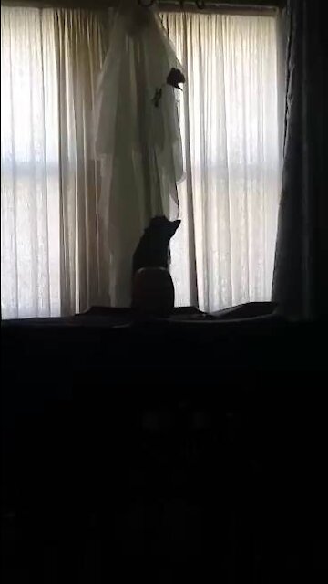 Halloween Kitty Busted!