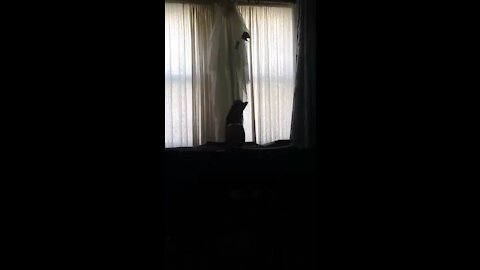 Halloween Kitty Busted!