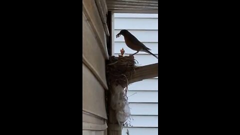 Birds feeding their hungry babies