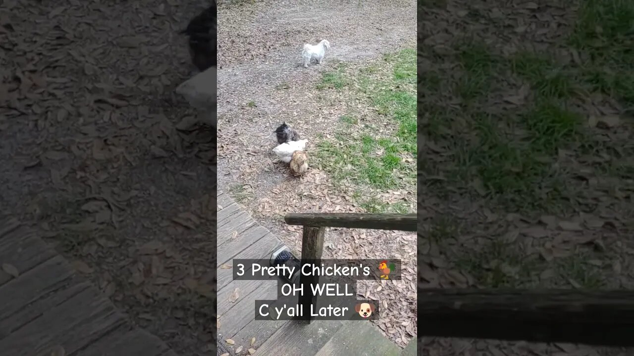 I C 3 Pretty Chickens!!! OH Well C y'all later#dog #chicken