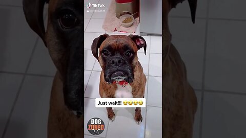 Funny Boxer Dog Compilation Videos 2022 | Episode 5