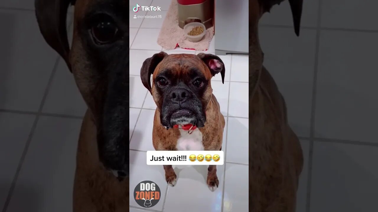 Funny Boxer Dog Compilation Videos 2022 | Episode 5