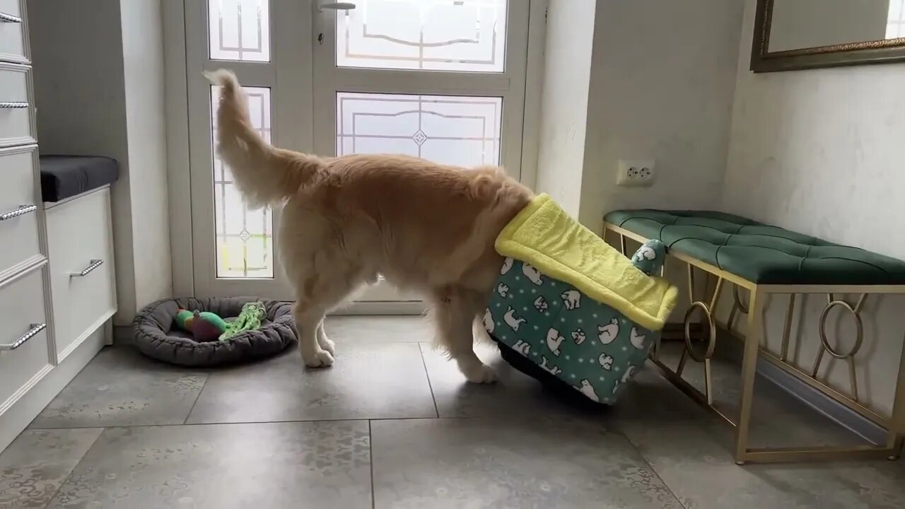Golden Retriever Decided that this Cat House is for Him