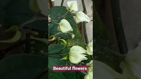 nice natural beautiful flowers... beautiful Bangladesh, beautiful flowers