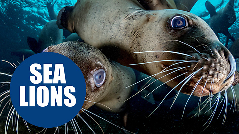 British photographer is mobbed by large numbers of Sea Lions