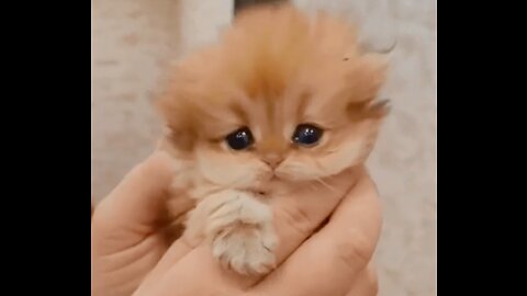 The kitten that just came back with me, does it miss its mother
