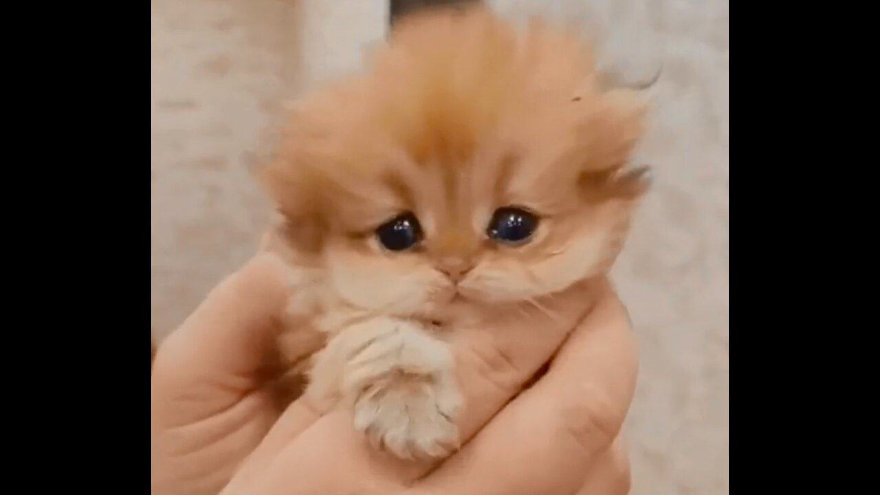 The kitten that just came back with me, does it miss its mother