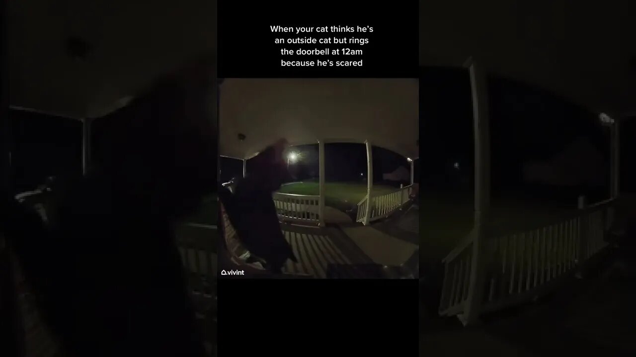 When you cat Video By thenamesjaidynnn #Shorts