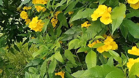 Honey bee
