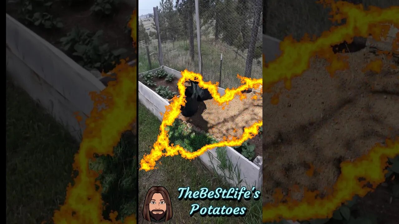 Unique Prepping Shorts: Best Friends One Month Potato Garden Update
