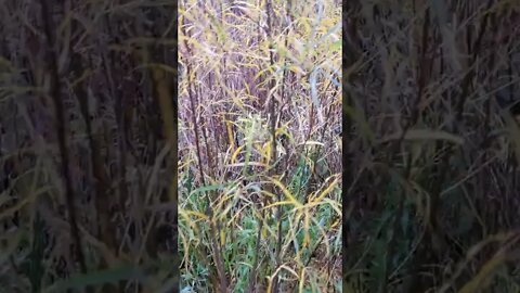 dog looking for frogs.