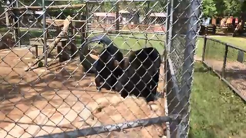 Angry black bears fighting!