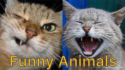 Funny Animal video😂😂 2023