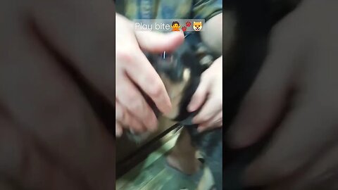 #dog #dogshorts #dogs Play bite| Bakit ganon yong sound?🤦🏻‍♀️ 😂