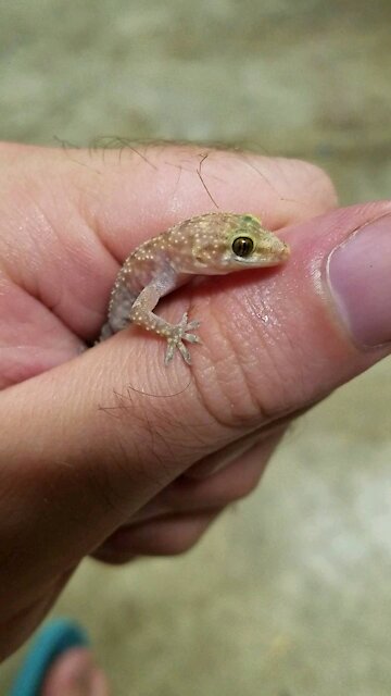 Found a house gecko in the garage