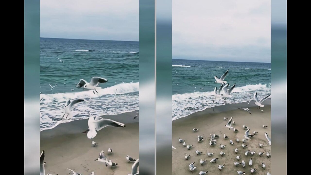 Beautiful flight of seagulls in winter