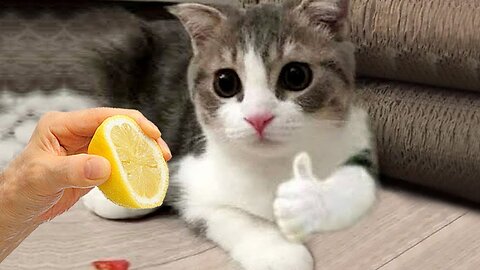 Funny Animals - Funny Dogs and Cats - Episode 01