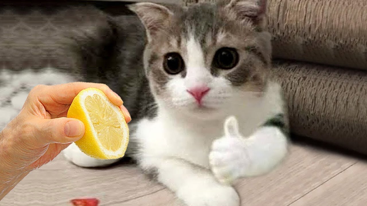 Funny Animals - Funny Dogs and Cats - Episode 01