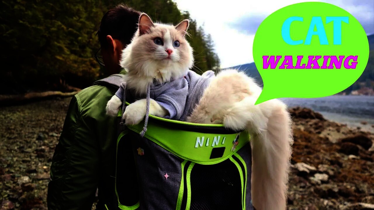 Our Cute Cat And Kitten With Us Today