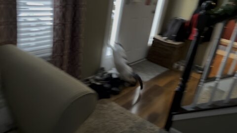 Cat Fight