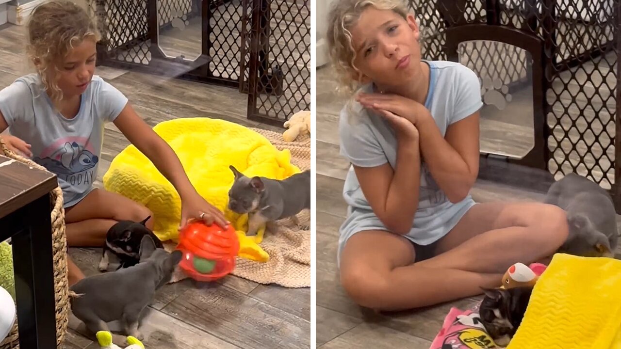 Bffs: Girl And French Bulldogs Enjoy Playtime And Snuggles