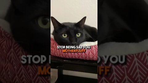 No time for sad in spooktober🧡 #cat #kitten #blackcat #motivation #leonthecatdad