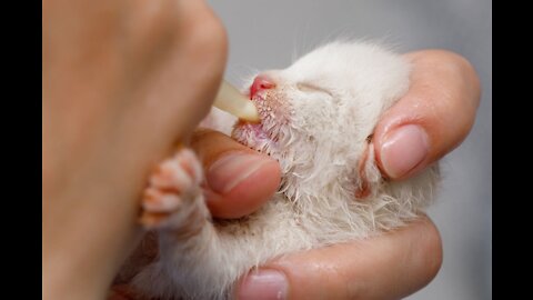 A cat is feeding milk from the hand of her breeder