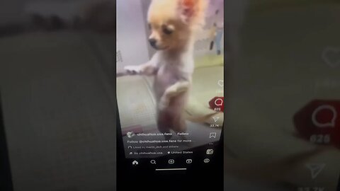 Dog dancing 2023