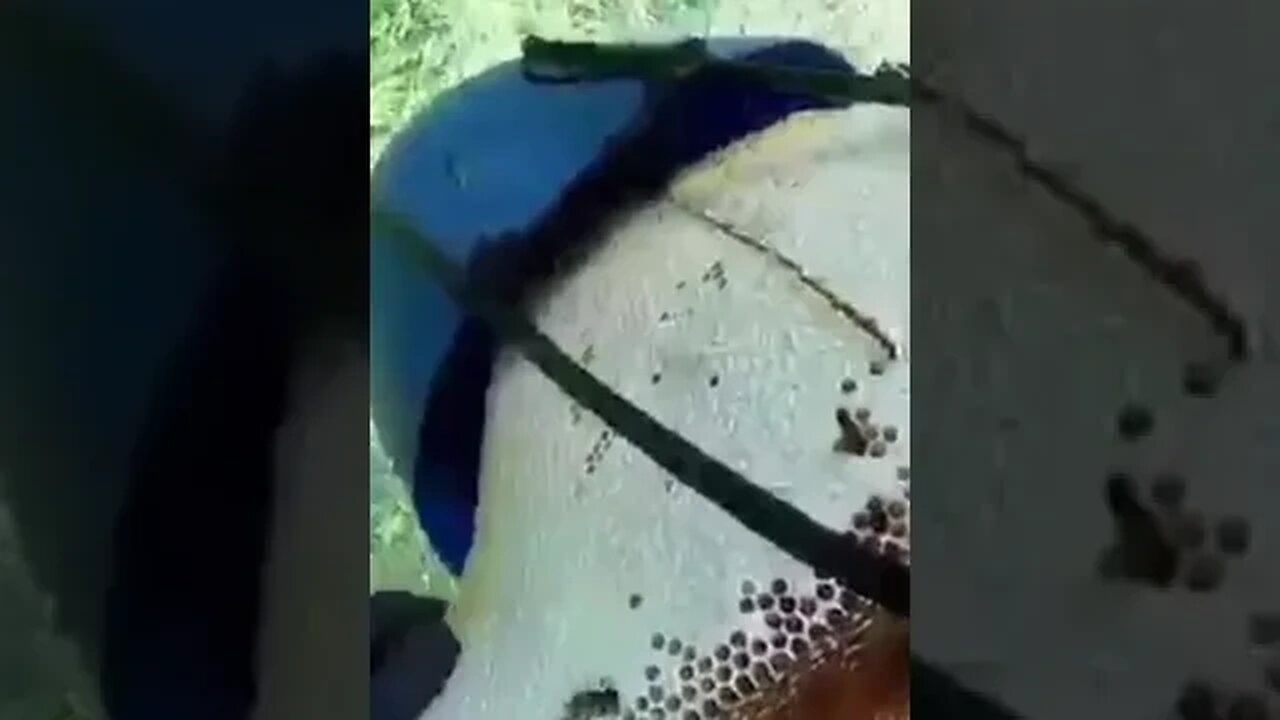 miel des abeilles sauvages.,n'hésitez pas de s'abonner à la chaîne