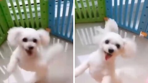 Dancing Dog excited to see its owner😂