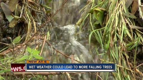 Large tree uprooted from long span of rain in Gibsonton area as more rain expected